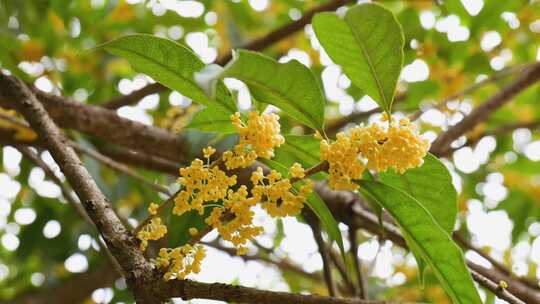 盛开的桂花枝叶特写