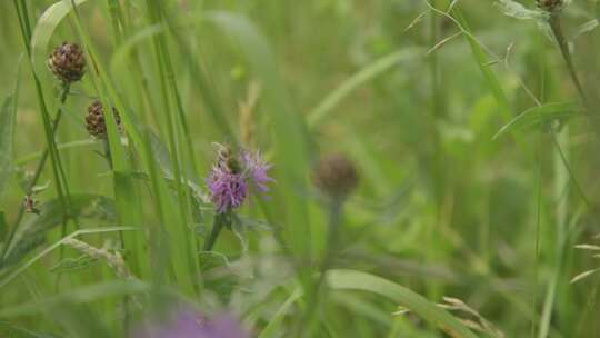 蜜蜂在野外采蜜