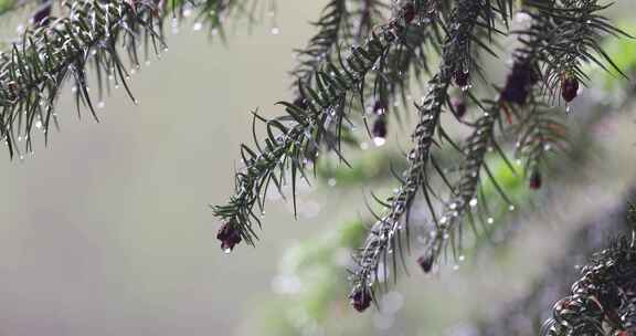 下雨天松树树叶特写唯美意境8K实拍