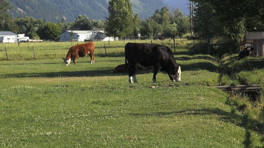 牧场上吃草的牛