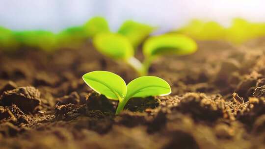 土壤中幼苗生长特写