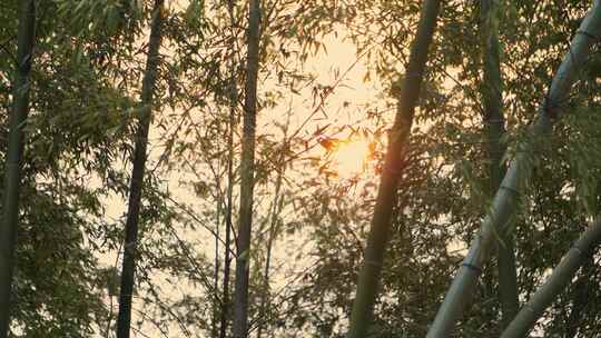 竹林竹子黄昏光影