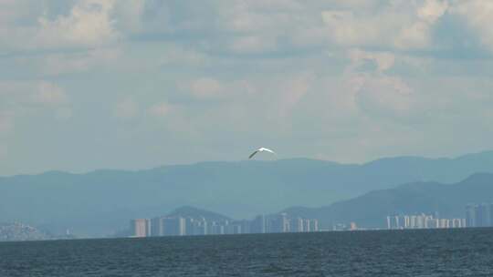 大理洱海的水鸟翱翔天际视频素材模板下载