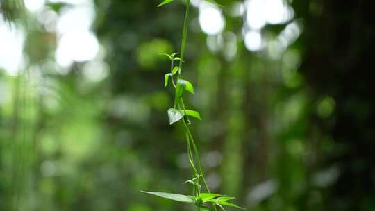 树林中的藤曼绿植实拍