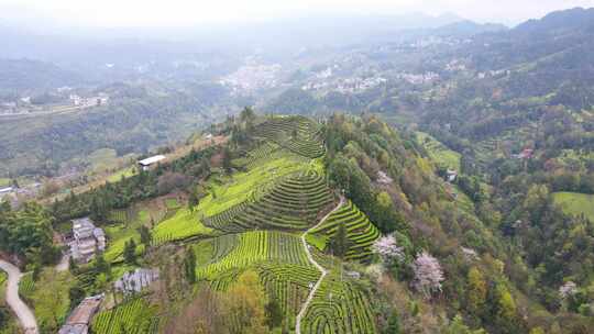 大自然茶园茶叶茶山美景景色航拍