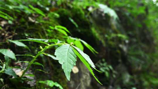 森林里绿色草本植物叶子特写