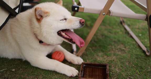 草地上的白色柴犬喝水慢镜