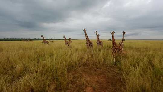 非洲大草原长颈鹿群视频素材模板下载