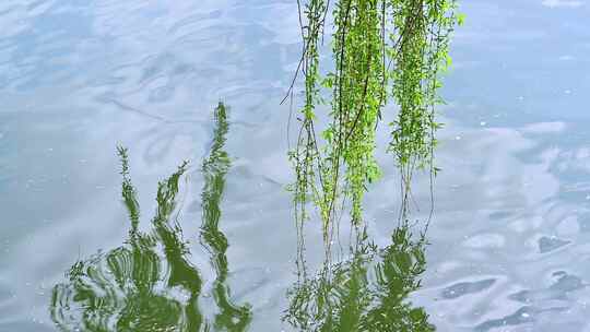 秋风吹拂芦苇荡漾水面波光粼粼