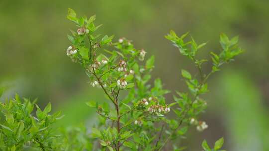 绿色植物特写镜头