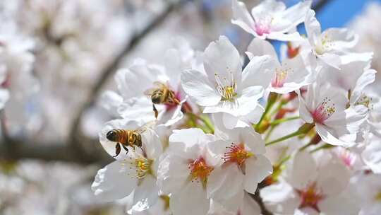 合集-春天蜜蜂在盛开的樱花上采蜜微距慢镜