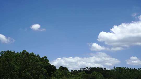 森林天空树林蓝天白云夏天森林生态自然风光