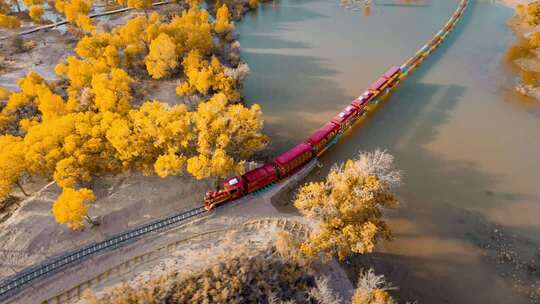 额济纳胡杨林小火车内蒙古风景秋天胡杨