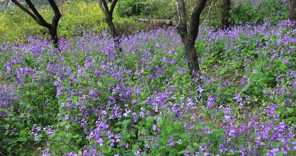 春天苏州上方山公园鲜花盛开