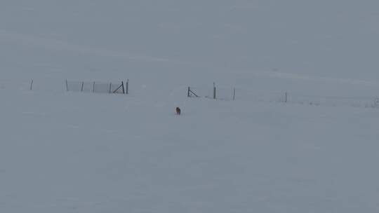 内蒙古呼伦贝尔大雪原骑马