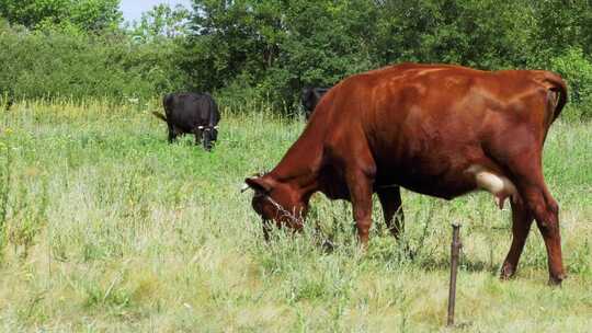 被拴在草地上放牧的灰牛