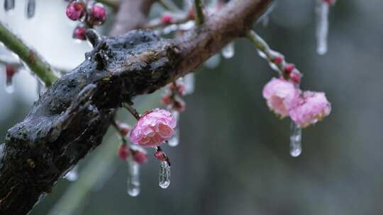 冬天冻雨视频素材模板下载