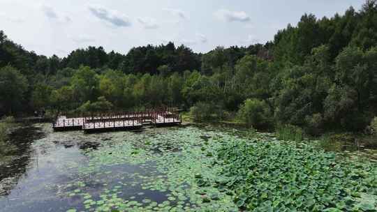 航拍长春净月潭公园夏季风光荷花塘与湖面