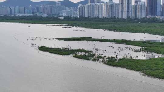 4K航拍深圳福田红树林湿地保护区