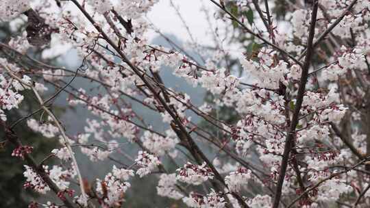 春天阳光下的樱花花朵