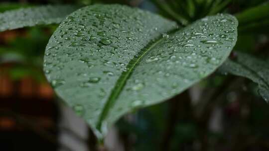 雨滴水珠雨水雨植物