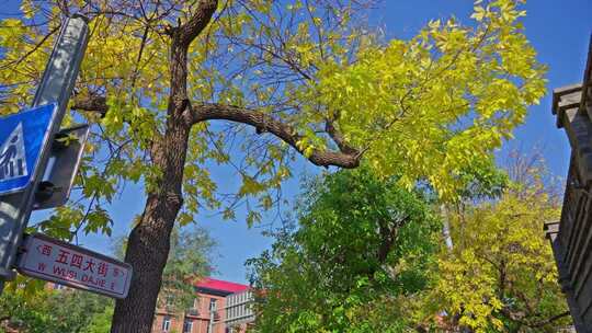 北京五四大街秋景