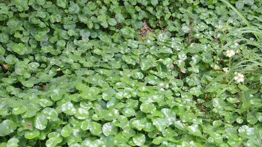 金钱草、铺地莲