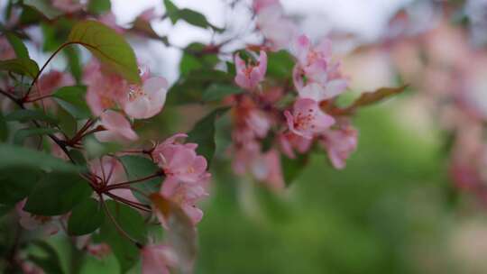 开花，开花，分枝，花