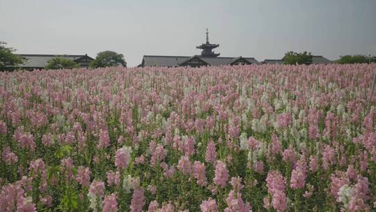 梵天花海与拈花塔固定镜头