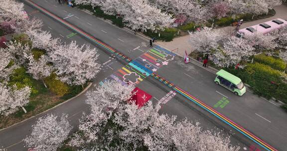 孤柏渡飞黄旅游区樱花园鲜花盛开