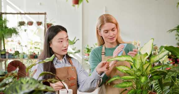 擦拭，浇水，植物，花店