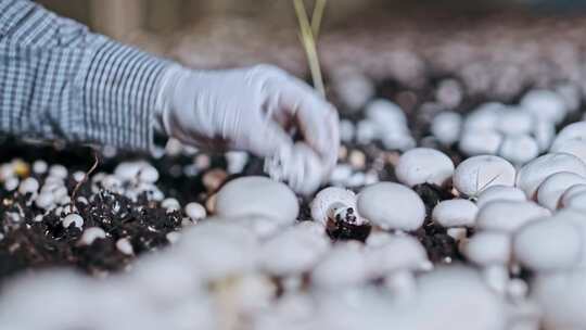 白蘑菇种植