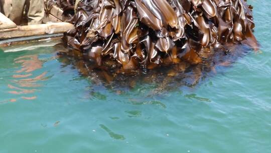 海水中海带漂浮