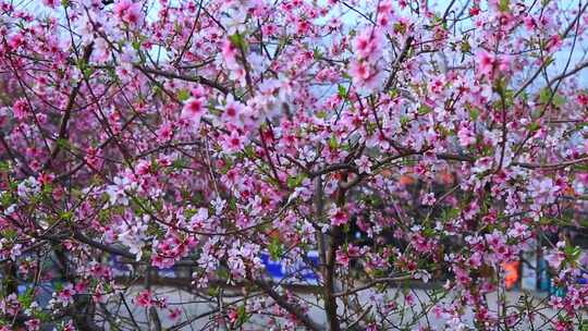 盛开的桃花视频素材模板下载