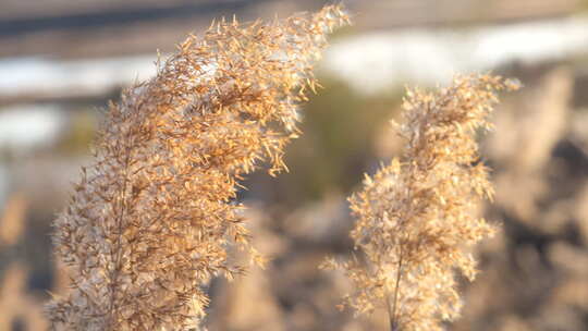 芦苇 禾本科 花 干芦苇 被子植物湿地边