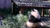 大熊猫吃竹子实拍高清在线视频素材下载