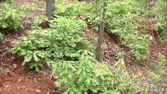 各种中药材 林下种植中药材