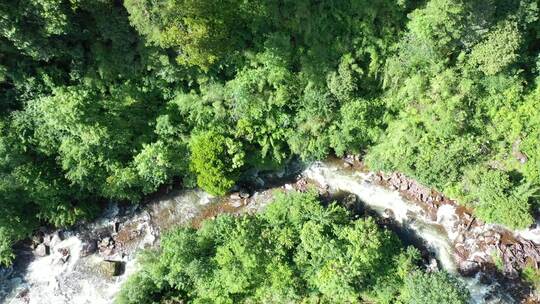 森林高山溪水河流树林雨林岩石湖泊航拍素材视频素材模板下载