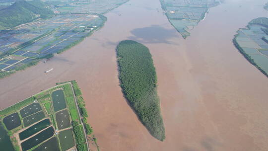 珠江三角洲冲积平原水松林航拍