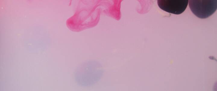 樱桃落入粉色背景的水中