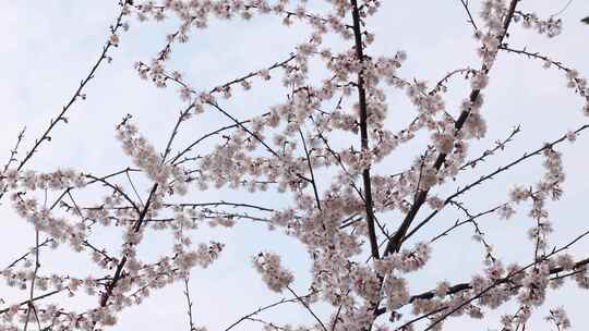 春天阳光下的樱花花朵