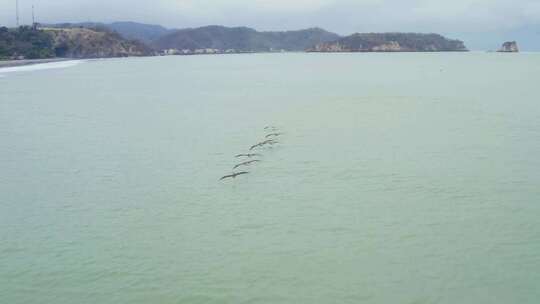 西斑鹈鹕飞越海洋