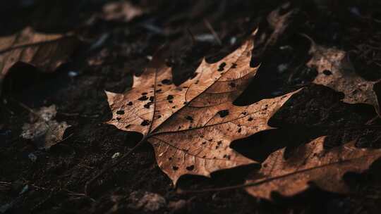 地面枯叶特写