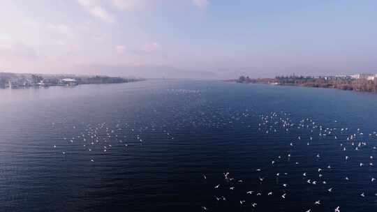 8K-滇池飞翔的海鸥，滇池风光，云南红嘴鸥