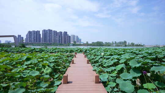 武汉江夏区汤逊湖壹号湿地公园