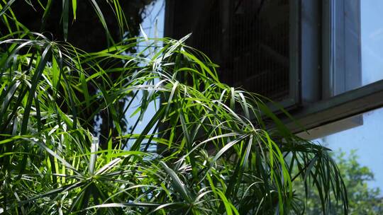 滴水观音水生植物植被