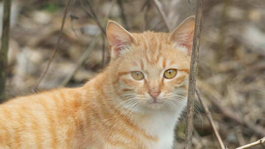 春天公园里可爱的猫咪流浪猫视频素材模板下载