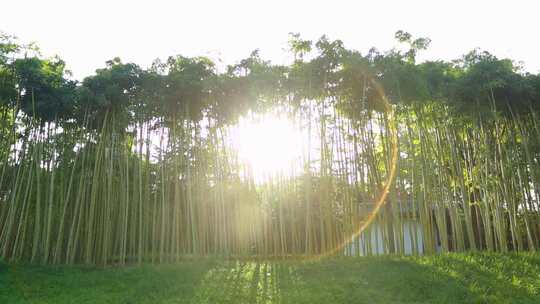 绿色生态竹林