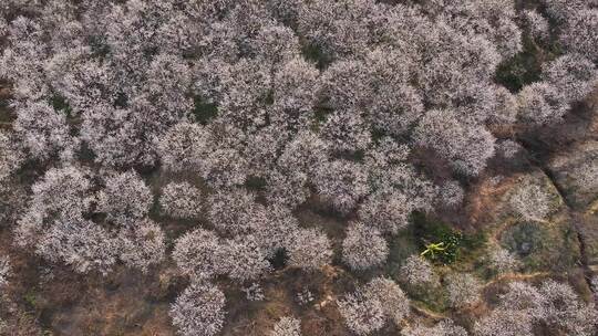 中国广东省广州市从化区广州流溪东星村梅花