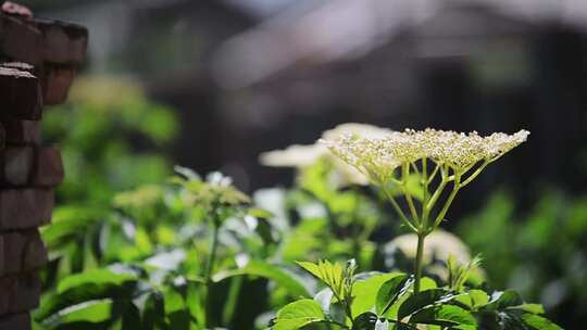 绿色背景白色的野花